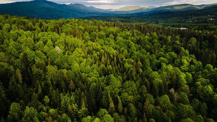 A green forest